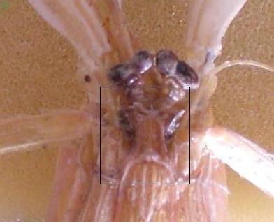 carinosquilla carinata T.F.C. rostral plate.JPG